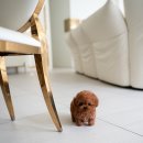 퍼피데일리 이미지