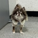 웰니스 펫뷰티 이미지