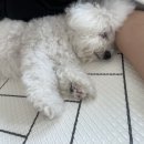 공감애견학교 유치원,호텔 네이버블로그