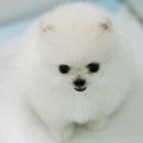 순두부나라 이미지