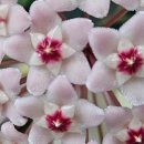 세한2호 이미지