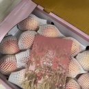 운산지 | 딱복 산지직송 지상농원 내돈내산 후기