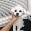 온양애견미용 이미지