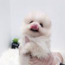 저렴하개