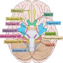 Re: 삼차 신경--＞편두통의 원인 trigeminovascular hypothesis 기념비적 논문, 시대별 탐구!! 이미지