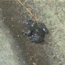 태종대 복어약수터 이미지