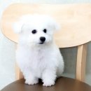 도그마루 강아지고양이 안양점 이미지