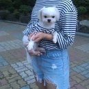 바르다펫 대전점 | [반려견 일상] 포도코코 도그로그-1