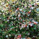 서천 마량리 동백나무 숲 이미지