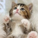 시바견분양.kr 이미지