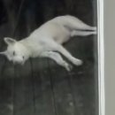 씨니드 Daum카페