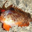 남해물고기 이미지