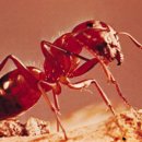 개미의 미스테리 이미지