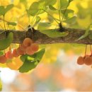 은행나무빌라 이미지