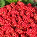 원당농장 이미지