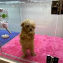 달링하이 포항점 이미지