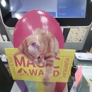 야옹아 멍멍해봐(에코시티점) | 전주 야옹아멍멍해봐 에코시티점 강아지케이크