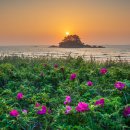 학암포 해당화 이미지