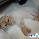 루이동물미용 이미지