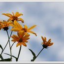 뚱딴지 - 아산시 | 뚱딴지