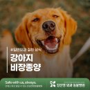 행복한외과병원 | 강아지 비장 종양 증상과 원인, 치료 및 수술 방법 [김선영외과동물병원]