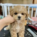 멍품 강아지분양 본점 이미지