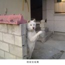 어서오시개 Daum카페