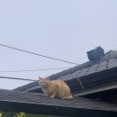 스테이 룰루랄라 이미지