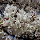 산골마을(본점) | 속초 벚꽃 구경 명소 정리! 영랑호 목우재 근처 맛집까지