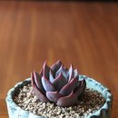 대훈농장 이미지