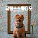 우아하개 | 인천 부평 강아지프로필 촬영 후기 : 인천 글림스스튜디오