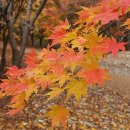 11월4일 화요일 전남구례 지리산 피아골 단풍산행 안내 이미지