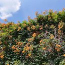 정재초교길 이미지