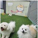 도기야드 이미지