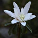 고운:눈