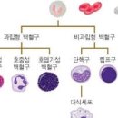 혈액염증수치 WBC, CRP, ESR (백혈구 정상수치, 적혈구 침강속도) 이미지