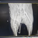 도그앤피플 동물병원 이미지