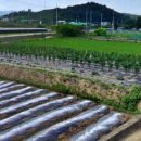 와촌 농장 이미지