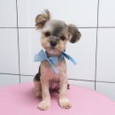 오룡애견미용 이미지