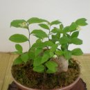 나리cafe’ 이미지