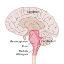 미주신경/이산화탄소/CSF 이미지