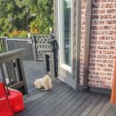 여울애견펜션 이미지