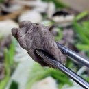 지리산버섯골 이미지