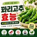 영양고추나라 | 꽈리고추효능과 부작용, 영양성분부터 맛있게 먹는 방법까지