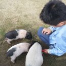 대관령 아기동물농장 이미지