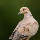 【우는비둘기(Mourning dove)】 「이륙할 때와 착륙할 때에 날개로 구슬픈 휘파람소리」 이미지