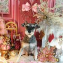 은밀하개위대하개 이미지