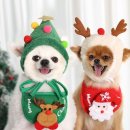 고양이 모자 이미지