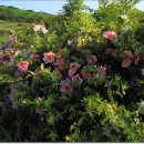 한라산PC 이미지