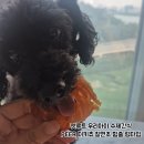 펫루트 우리아이 수제간식 강아지 터키츄 칠면조 후기